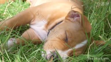 美国斯塔福德郡梗<strong>小狗</strong>在夏季花园的草地上睡觉